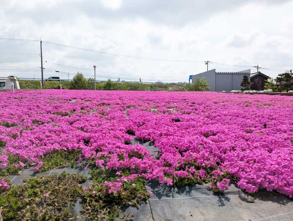 あがた公園の花壇2