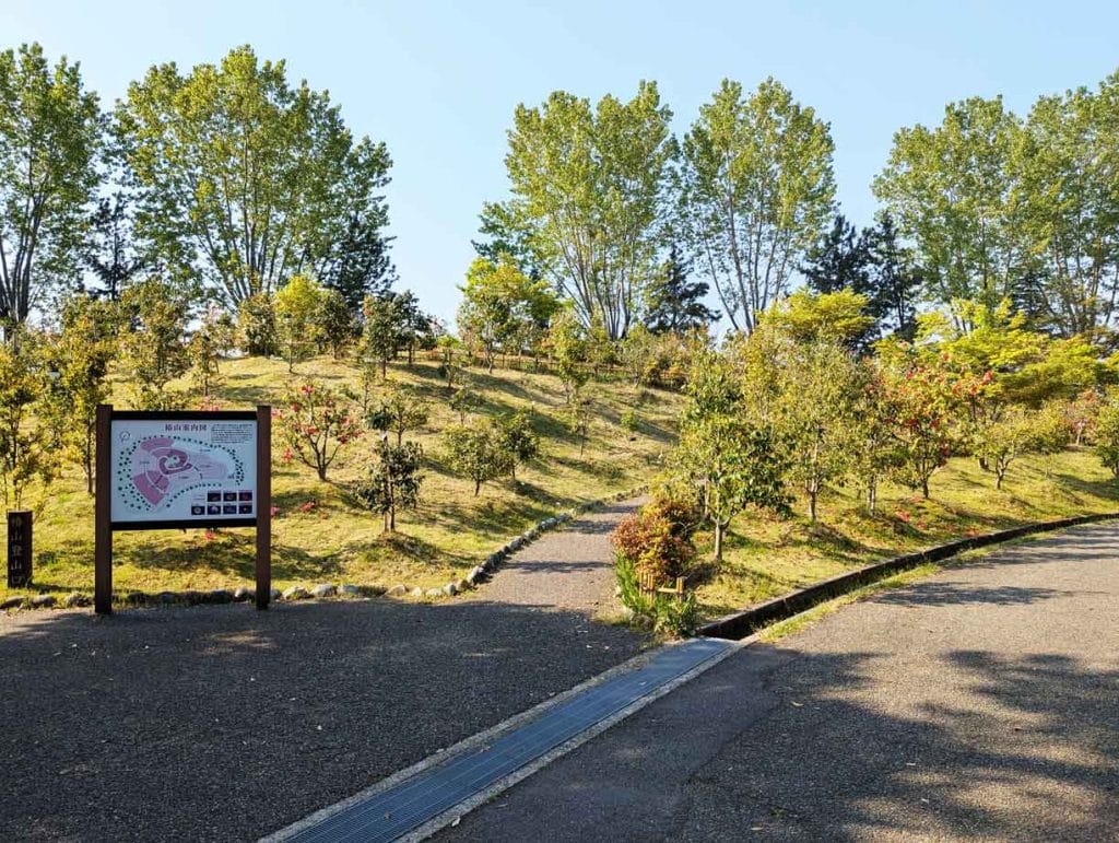 野々市中央公園の椿山1