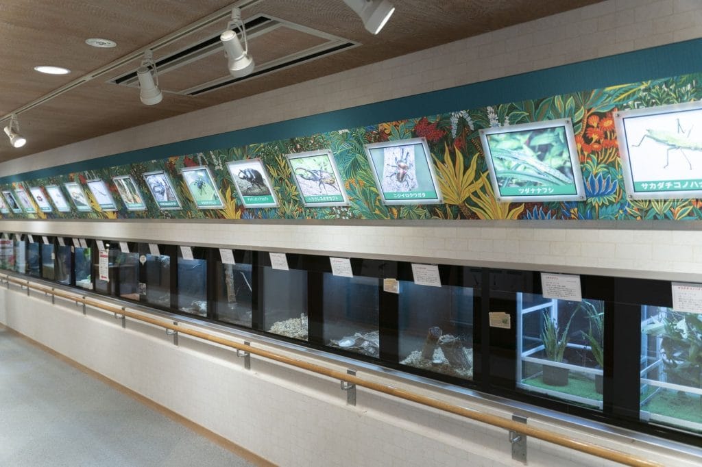 石川県ふれあい昆虫館6