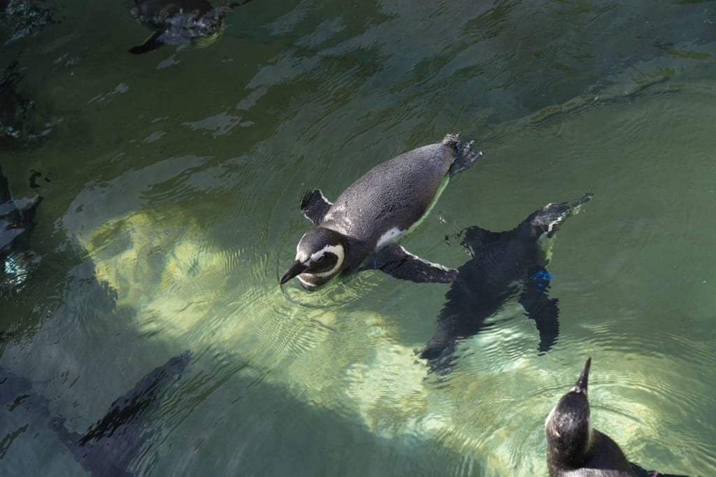 いしかわ動物園のペンギン