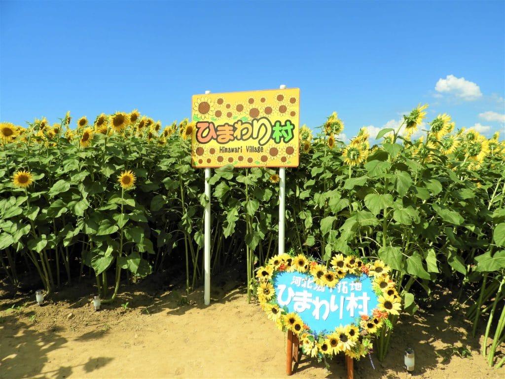ひまわり村1
