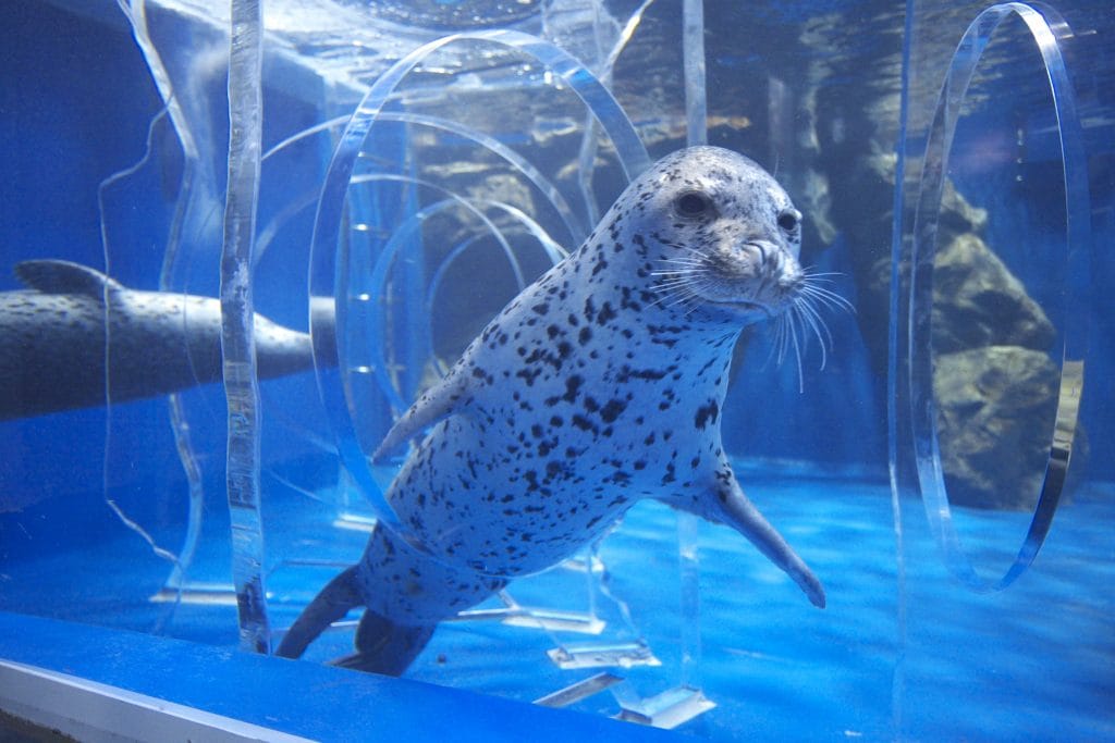 アザラシ万華鏡