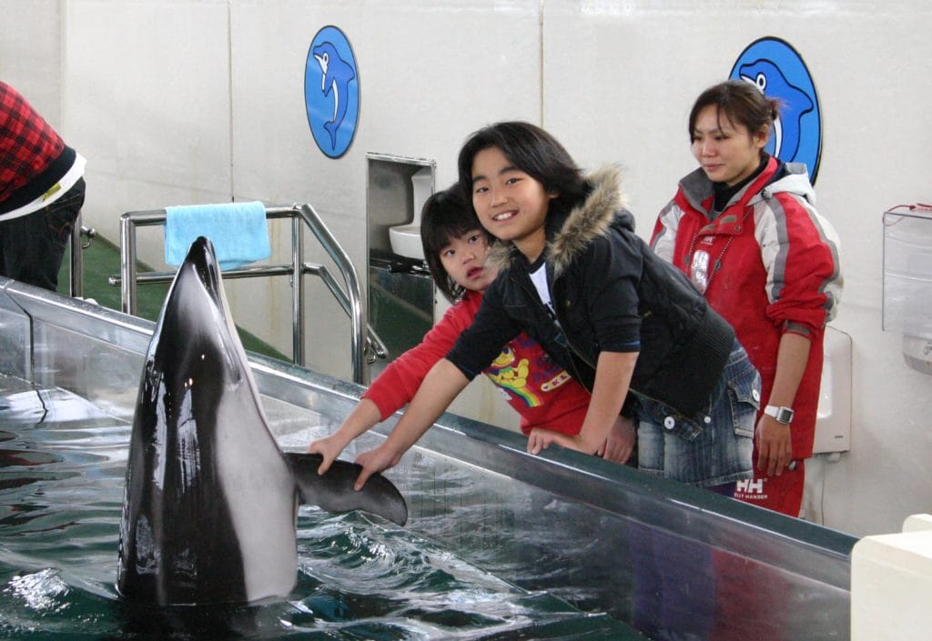 イルカとのふれあいプール