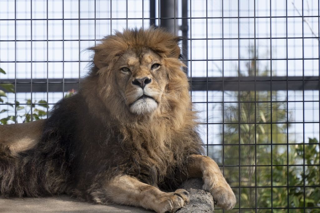 いしかわ動物園のライオン