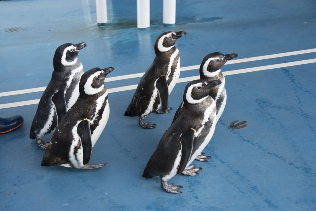ペンギンのお散歩タイム