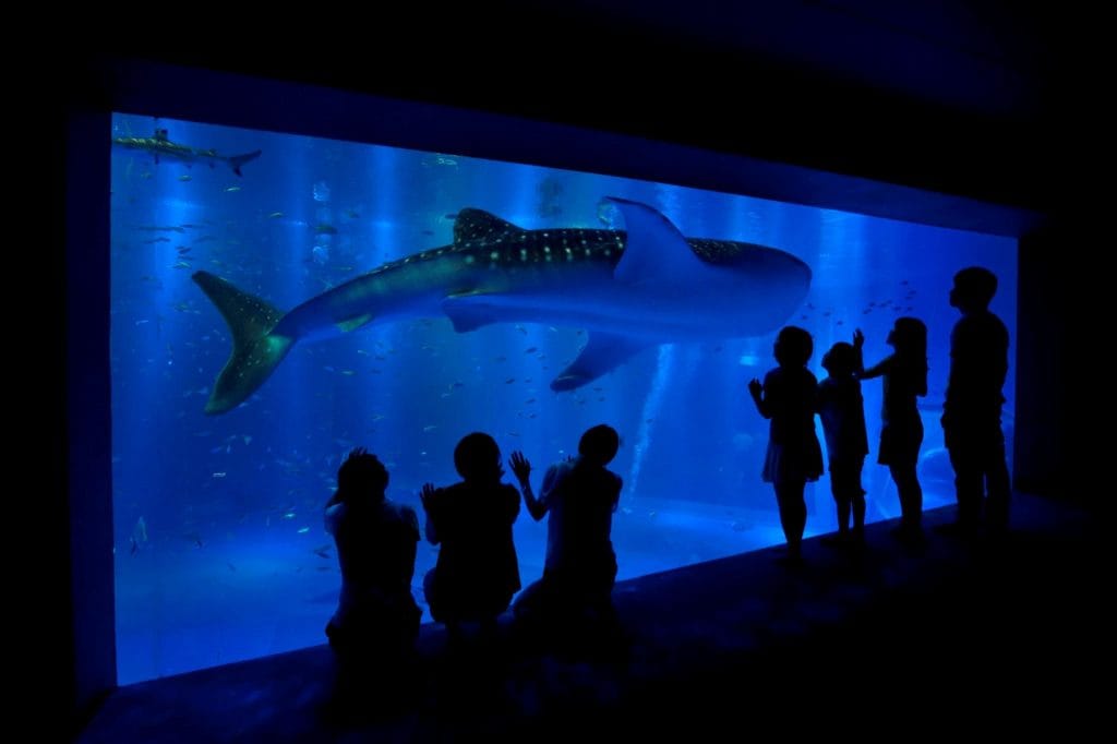 ジンベエザメ展示水槽