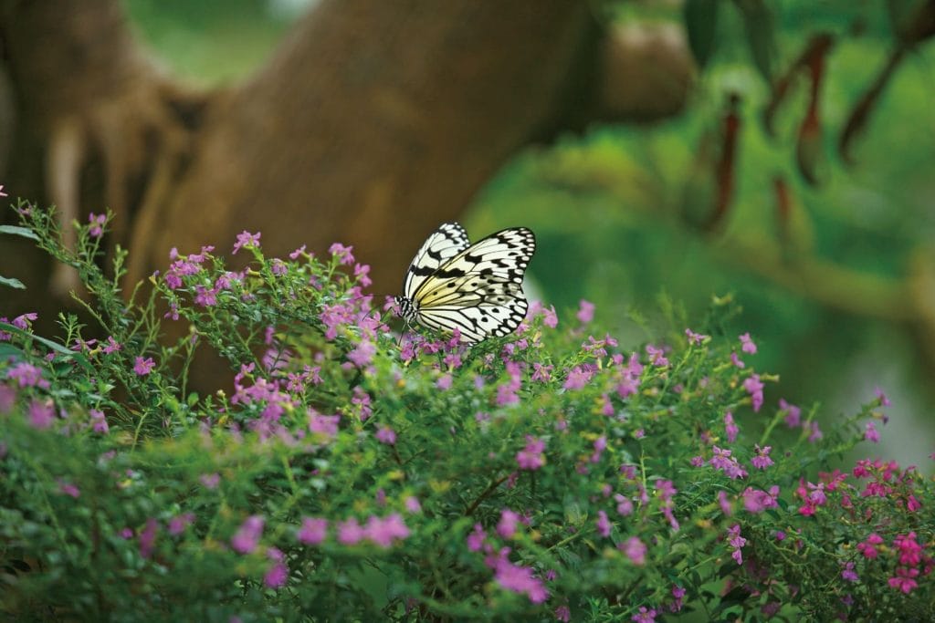 石川県ふれあい昆虫館3