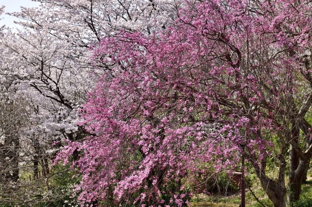 志乎・桜の里 古墳公園5