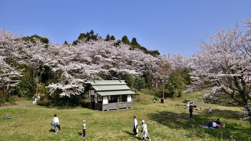 志乎・桜の里 古墳公園1