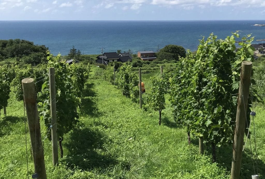 ハイディワイナリー2