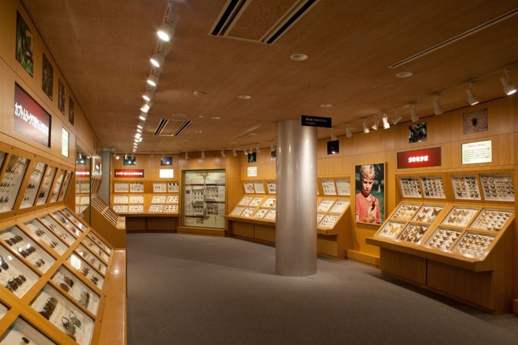 石川県ふれあい昆虫館4