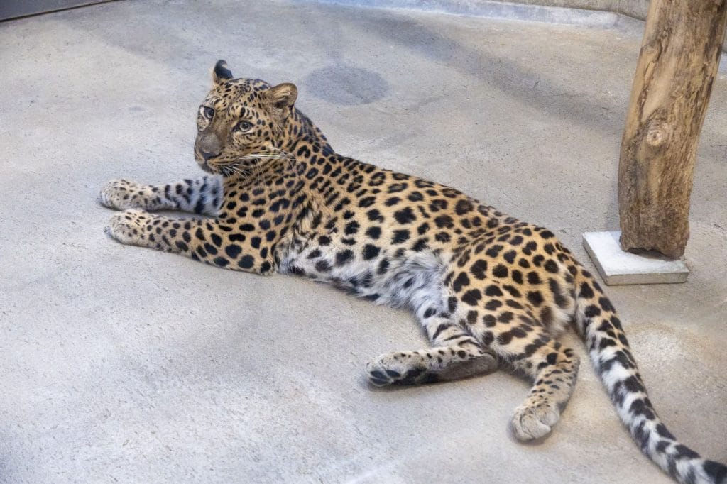 いしかわ動物園のひょう
