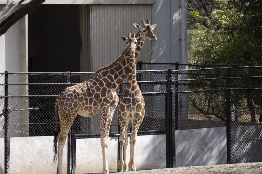 いしかわ動物園のキリン