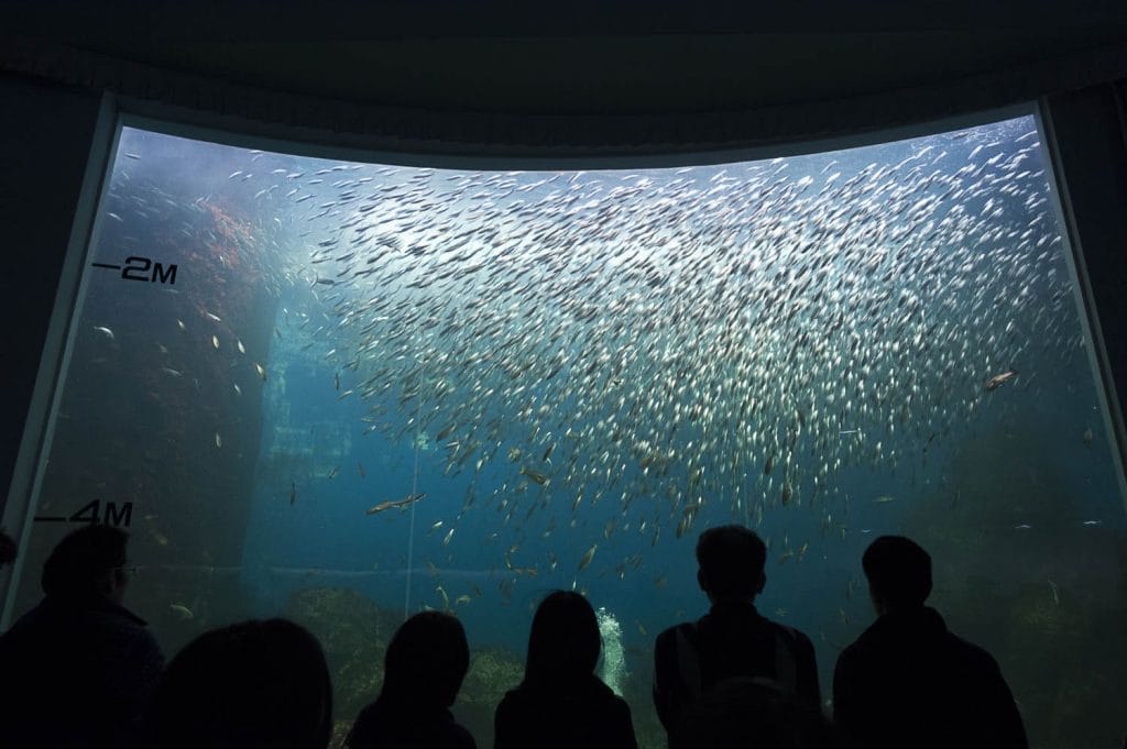 マイワシのビッグウェーブ