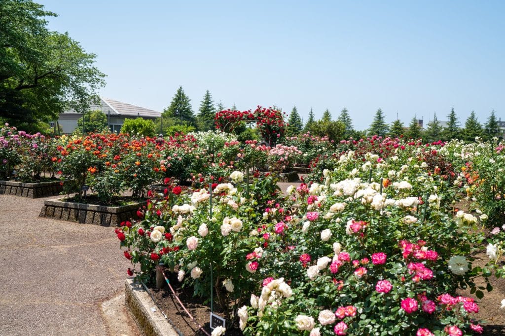 金沢南総合運動公園バラ園2
