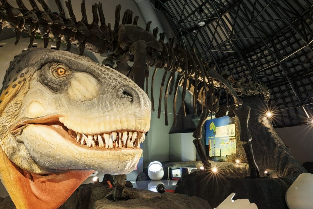 白山恐竜パーク白峰7