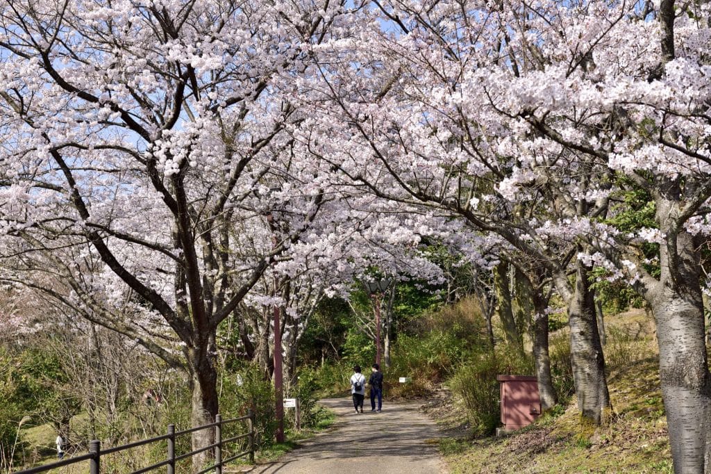 志乎・桜の里 古墳公園3
