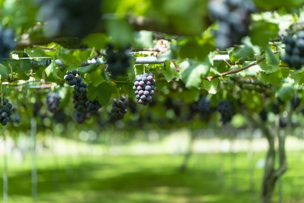 加賀フルーツランド2