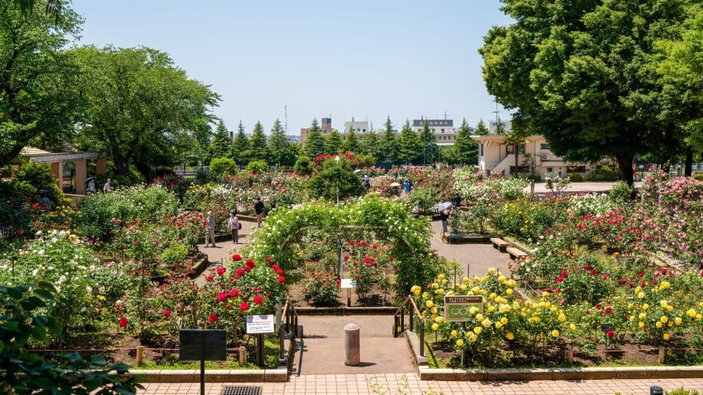金沢南総合運動公園バラ園1