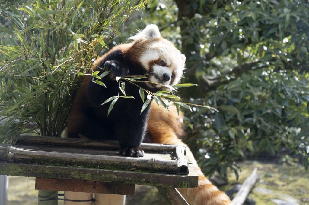 いしかわ動物園のレッサーパンダ