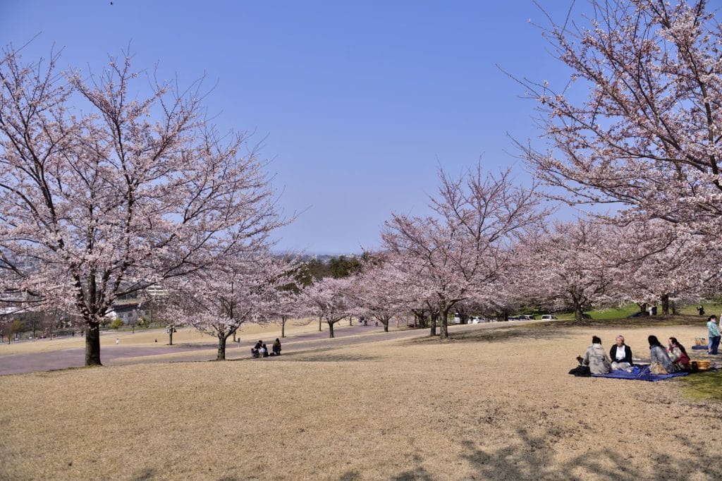 大乗寺丘陵公園 桜3