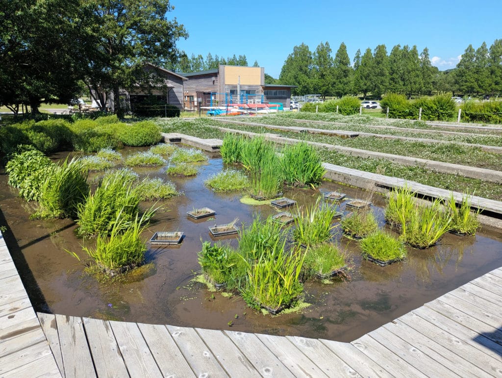 木場潟公園中央園地　水と緑のふれあいパーク1