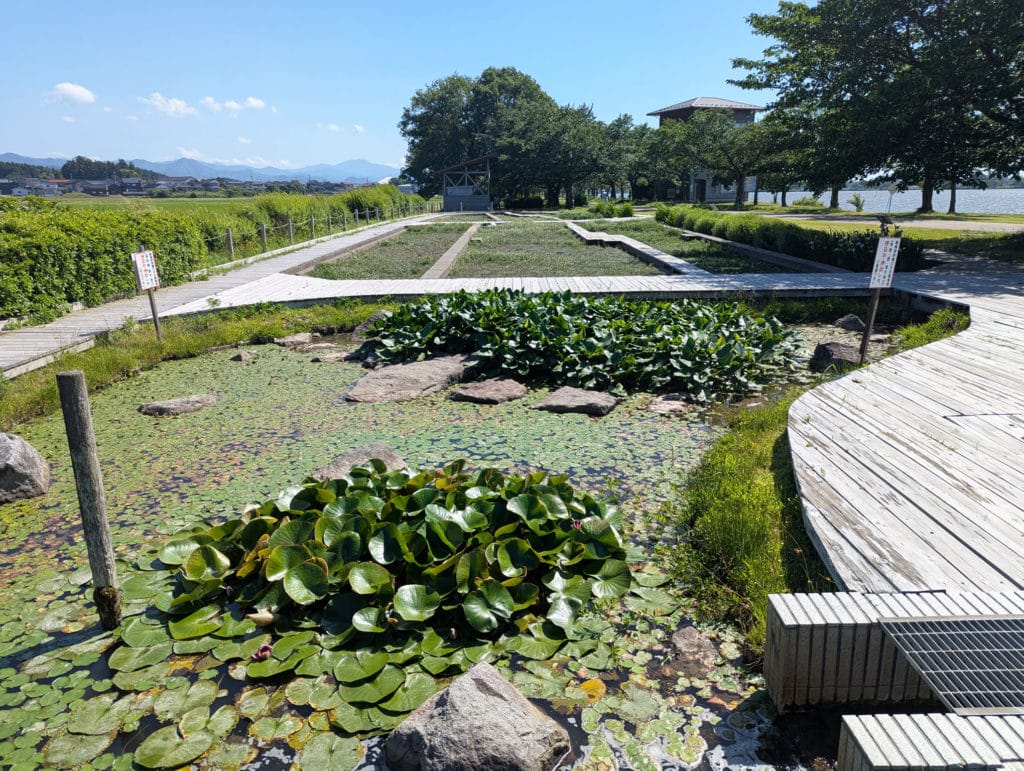 木場潟公園中央園地　水と緑のふれあいパーク2