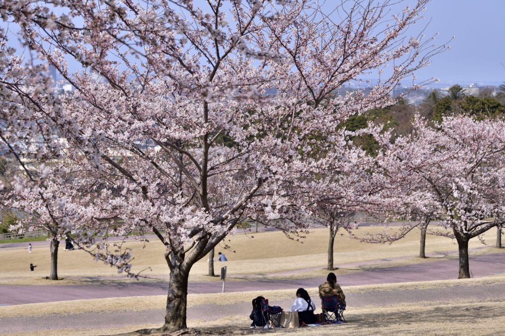 大乗寺丘陵公園 桜2