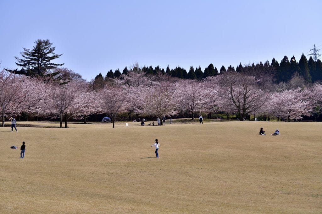 大乗寺丘陵公園 桜1